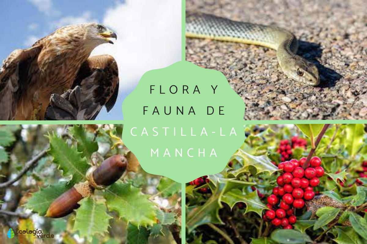 Flora y fauna de Castilla-La Mancha