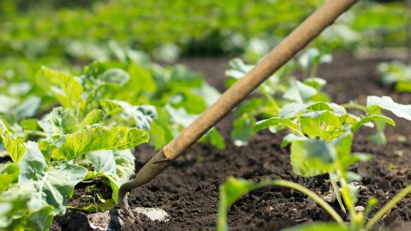 Qué plantar en abril en el huerto en España: calendario, plantas y tareas para hacer ahora - Calendario de siembra en abril: qué plantar cada semana