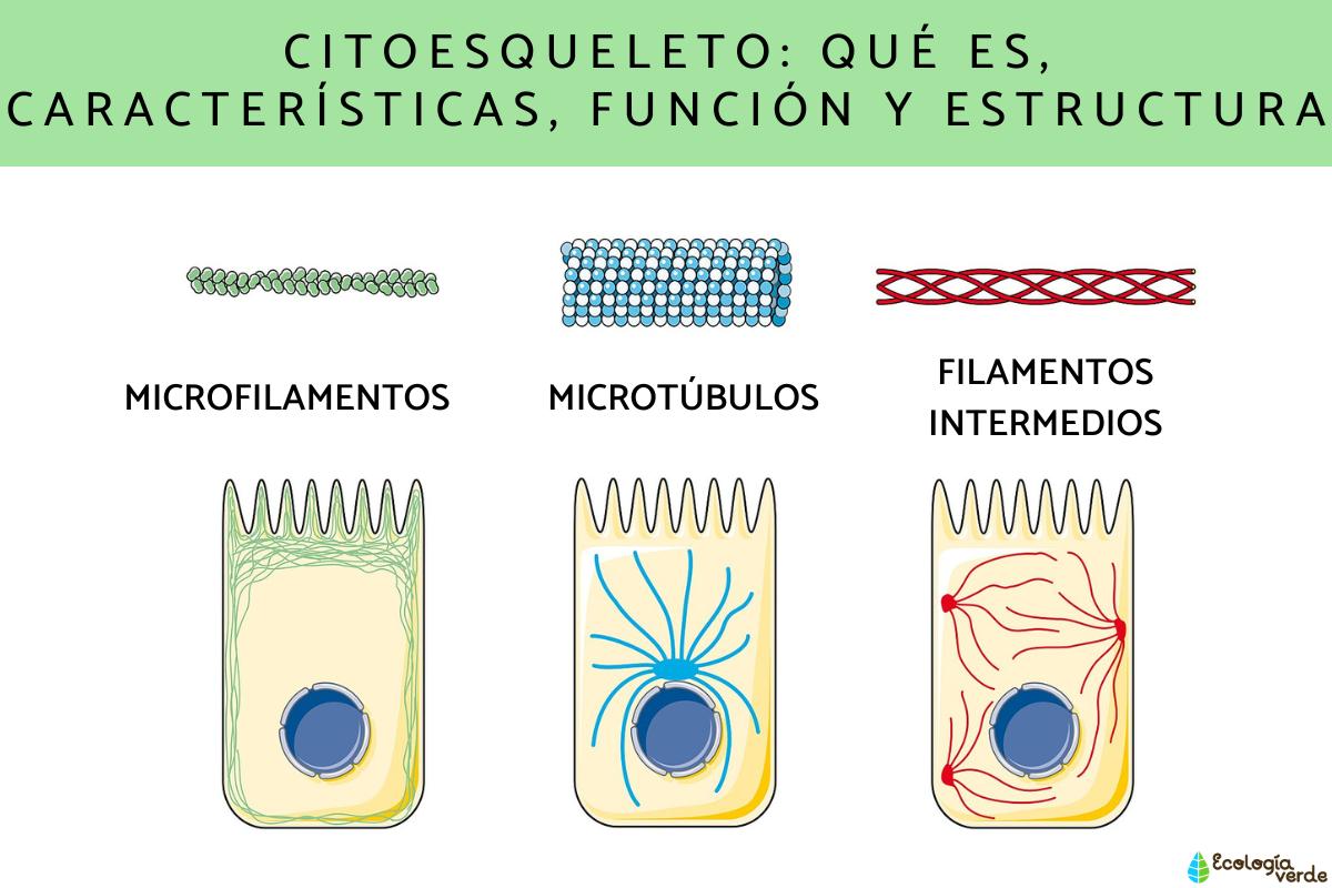 Citoesqueleto: qué es, características, función y estructura