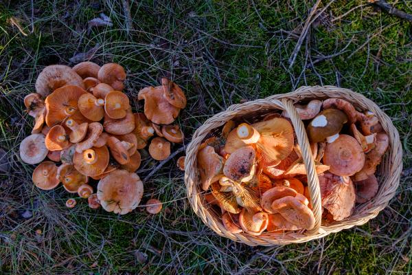 Níscalo o Lactarius deliciosus - ¿Cuándo se pueden recolectar níscalos?
