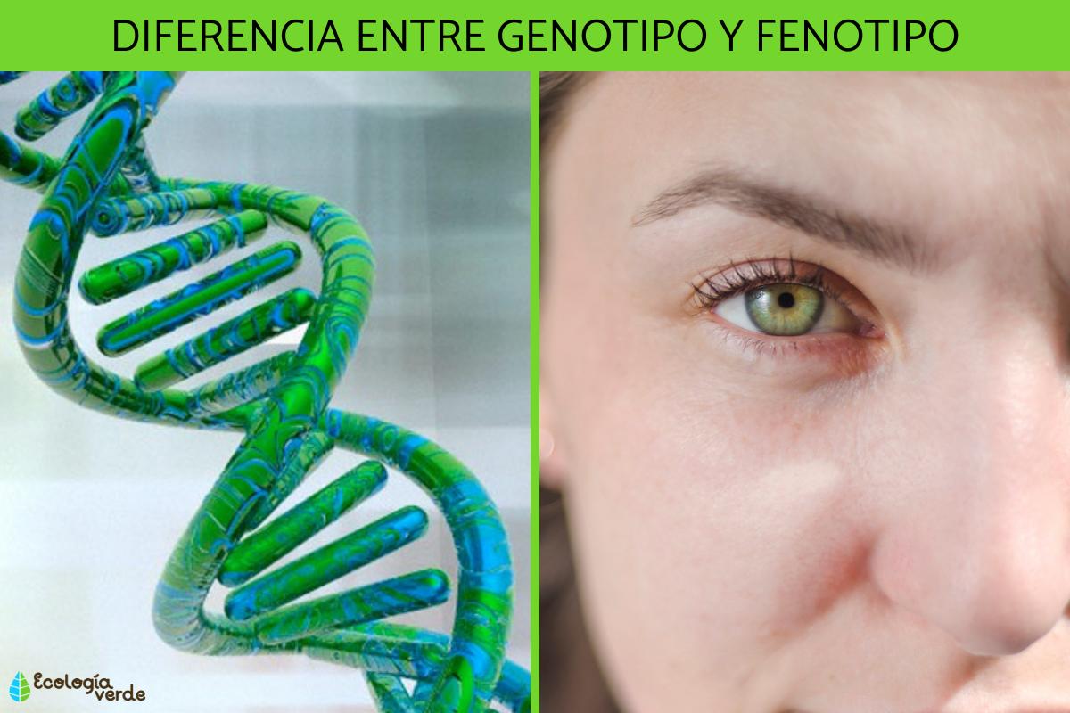 Diferencia entre genotipo y fenotipo