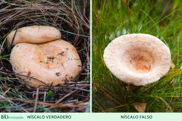 Níscalo o Lactarius deliciosus - ¿Es comestible el níscalo?