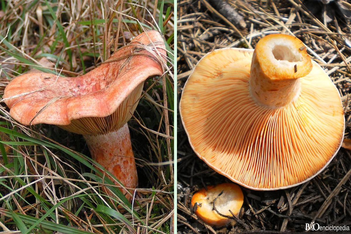 Níscalo o Lactarius deliciosus