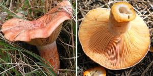 Níscalo o Lactarius deliciosus