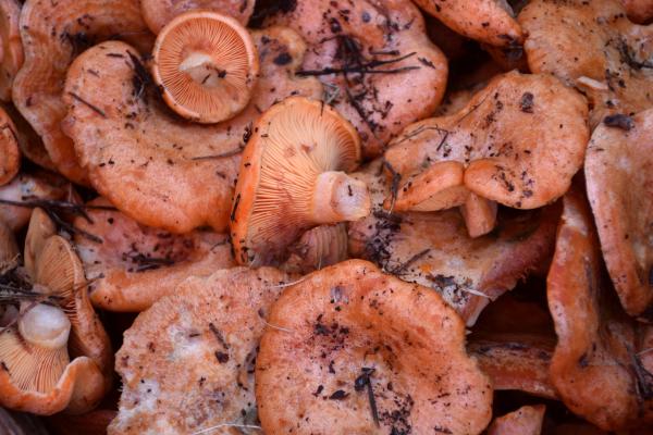 Níscalo o Lactarius deliciosus - ¿Qué es el níscalo y cómo se clasifica?