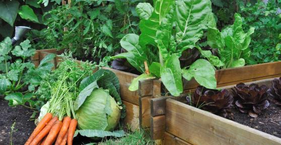Qué plantar en abril en el huerto en España: calendario, plantas y tareas para hacer ahora
