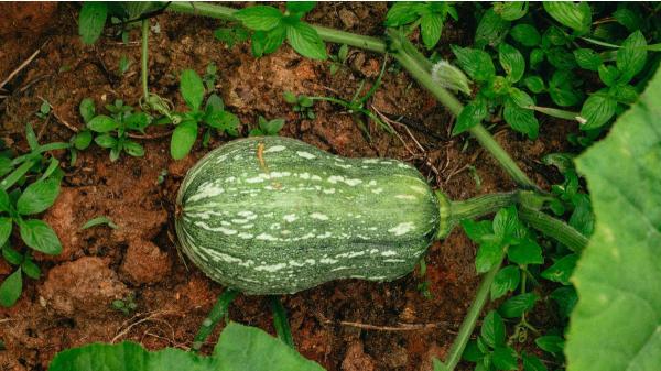 Qué plantar en abril en el huerto en España: calendario, plantas y tareas para hacer ahora - Qué plantar en abril en el huerto según la zona climática en España