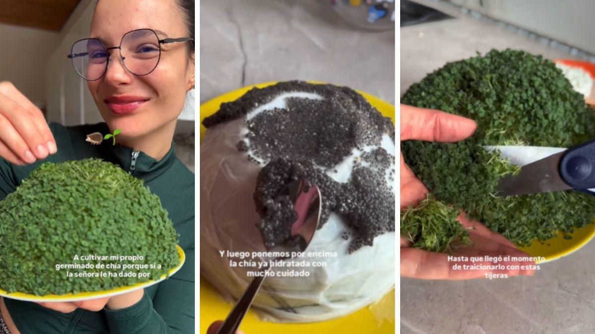 Cómo germinar semillas de chía en casa: el mini huerto ecológico que arrasa en redes