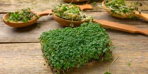 Cómo germinar semillas de chía en casa: el mini huerto ecológico que arrasa en redes