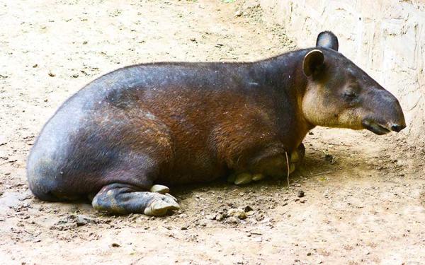 Tapir - Descripción y características del tapir