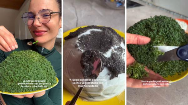 Cómo germinar semillas de chía en casa: el mini huerto ecológico que arrasa en redes - Estos son los sencillos pasos para hacer germinados de chía en casa