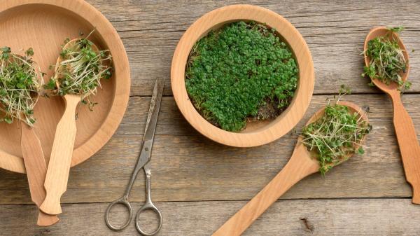 Cómo germinar semillas de chía en casa: el mini huerto ecológico que arrasa en redes - Germinar chía en casa: una forma sencilla de reconectar con el cultivo
