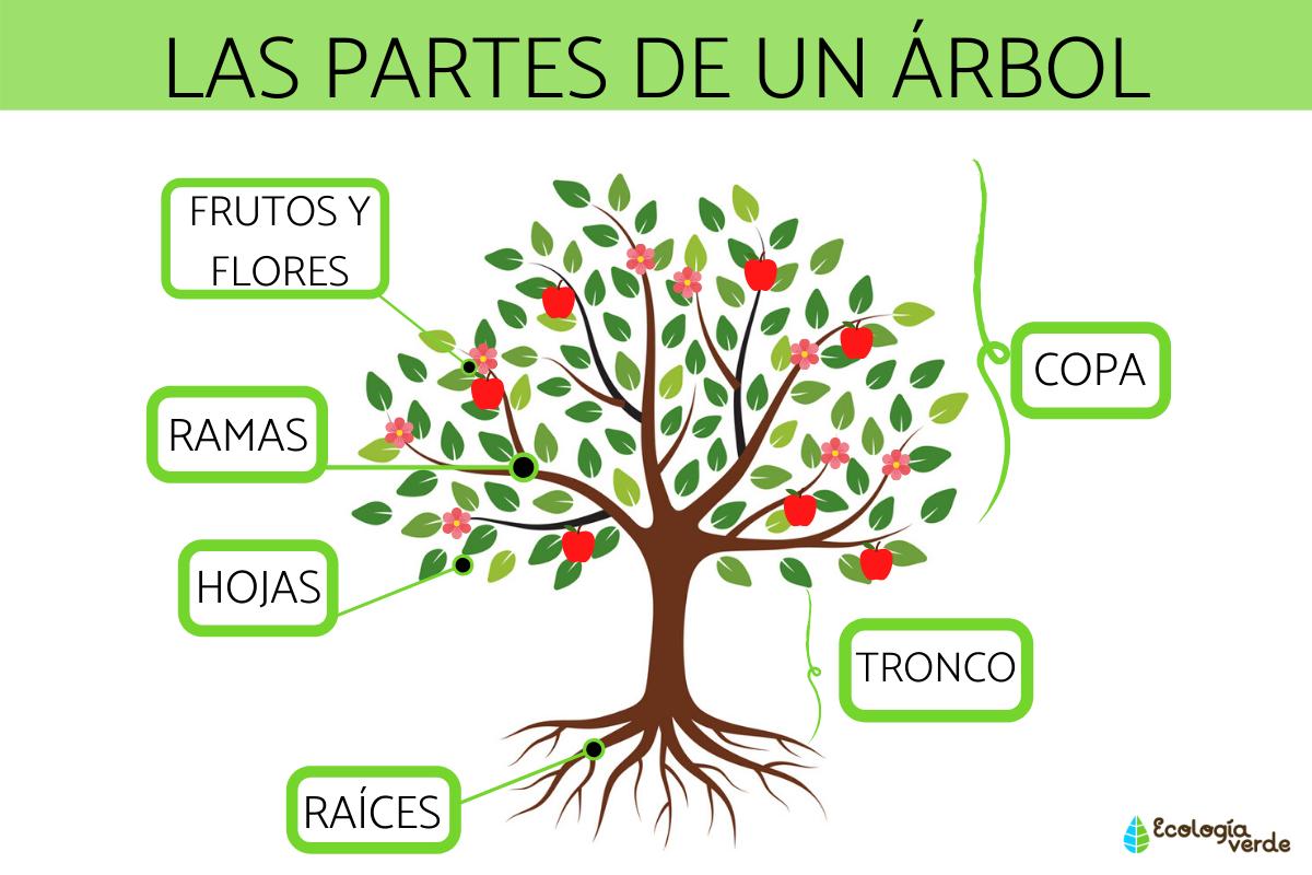 Partes de un árbol y sus funciones