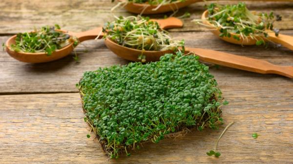 Cómo germinar semillas de chía en casa: el mini huerto ecológico que arrasa en redes - Por qué los germinados son una tendencia en jardinería ecológica