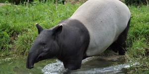 Tapir