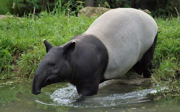 Tapir