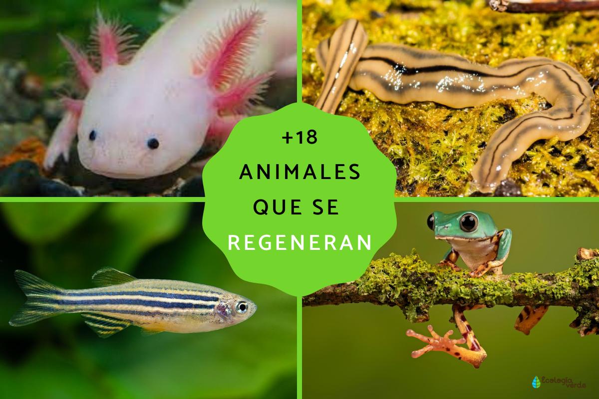 Animales que se regeneran