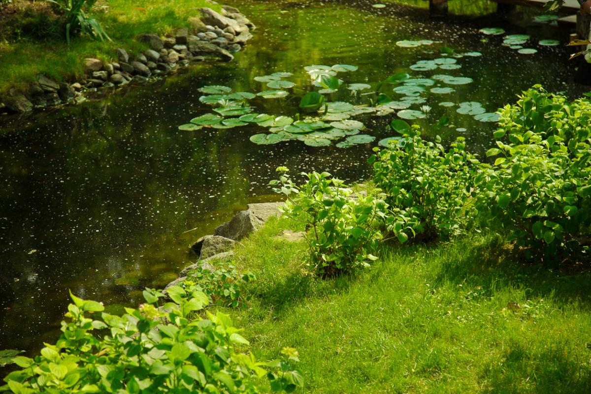 Cómo limpiar el agua verde de un estanque