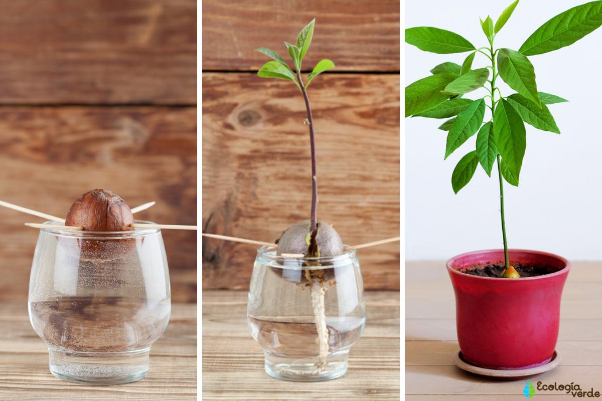 Cómo plantar un aguacate en casa