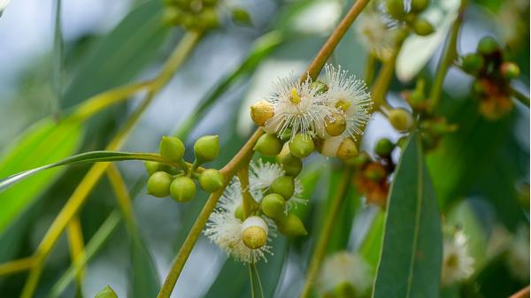 No es un árbol cualquiera: en 1960 lo plantaron en España y ahora es una especie invasora que está acabando con insectos y aves - El motivo por el que el eucalipto deja sin alimento a muchas aves