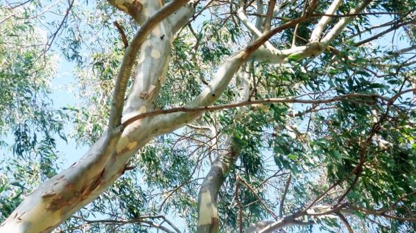 No es un árbol cualquiera: en 1960 lo plantaron en España y ahora es una especie invasora que está acabando con insectos y aves - Las aves y otros animales que más sufren la expansión del eucalipto