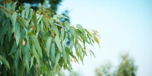 No es un árbol cualquiera: en 1960 lo plantaron en España y ahora es una especie invasora que está acabando con insectos y aves
