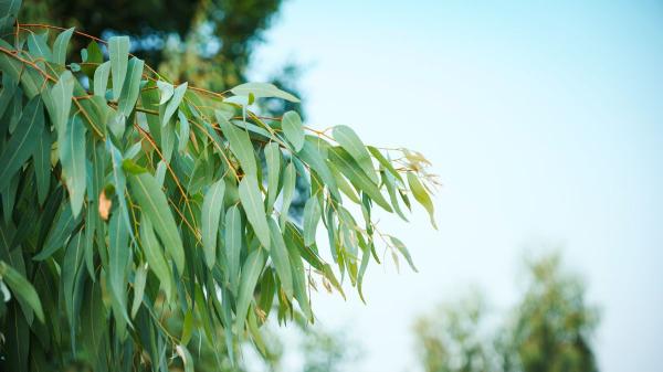 No es un árbol cualquiera: en 1960 lo plantaron en España y ahora es una especie invasora que está acabando con insectos y aves