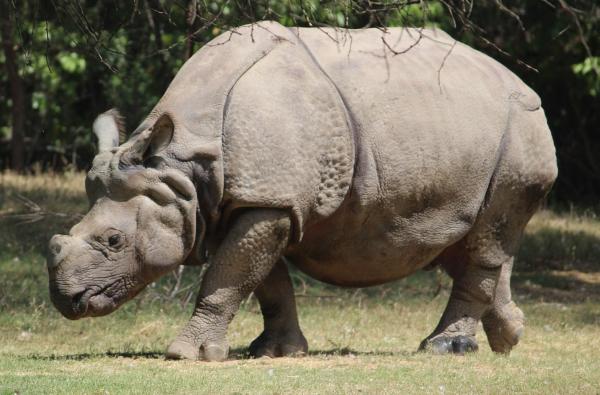 Tipos de rinocerontes y sus características - Rinoceronte de Java (Rhinoceros sondaicus)