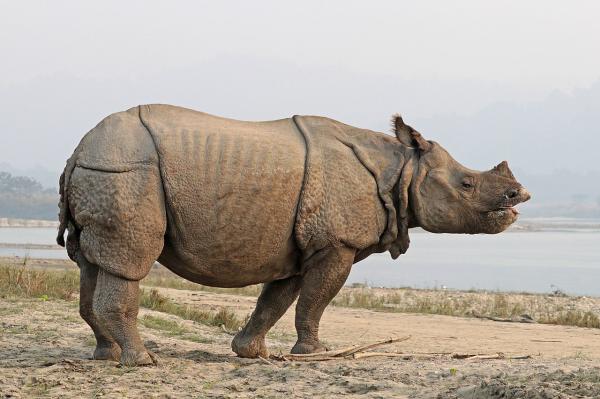 Tipos de rinocerontes y sus características - Rinoceronte indio (Rhinoceros unicornis)