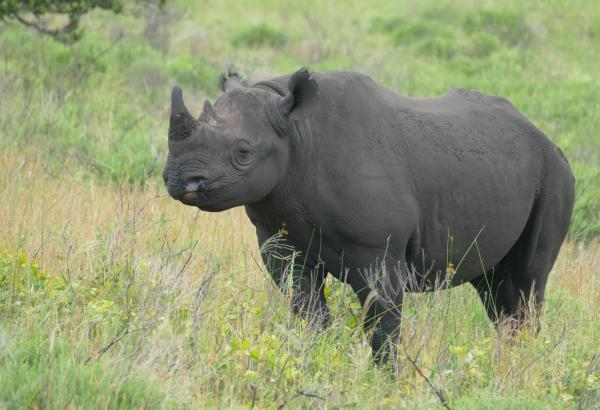 Tipos de rinocerontes y sus características - Rinoceronte negro (Diceros bicornis)