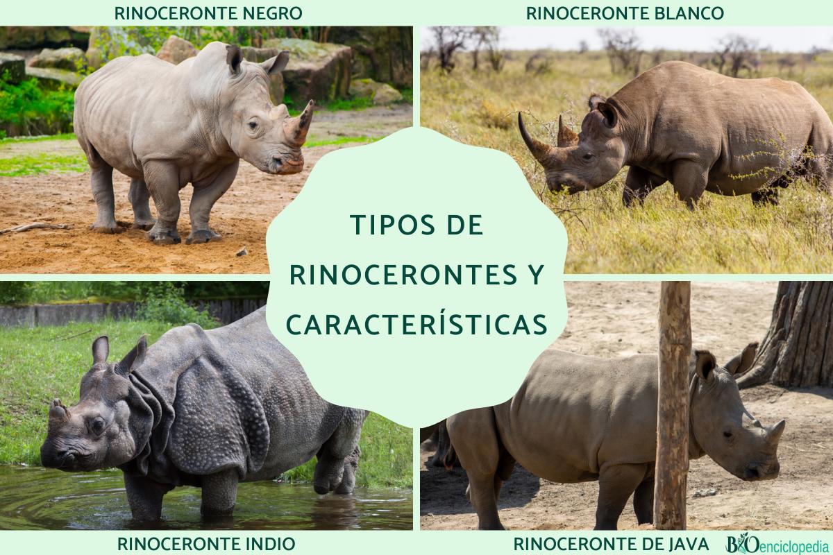 Tipos de rinocerontes y sus características