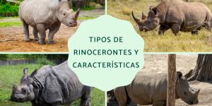 Tipos de rinocerontes y sus características