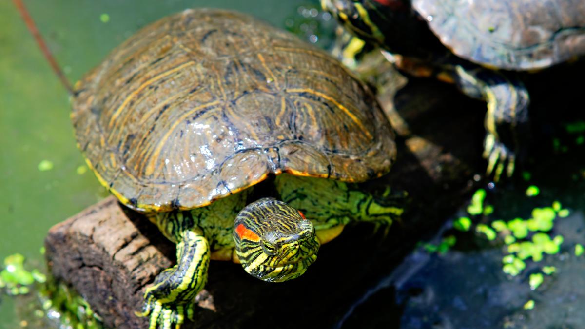 El galápago de Florida vuelve a proliferar en el Guadiana en Badajoz: este año no se han colocado las trampas