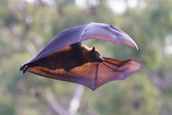 Los murciélagos más grandes del mundo - El murciélago más grande del mundo es el diadema de Filipinas