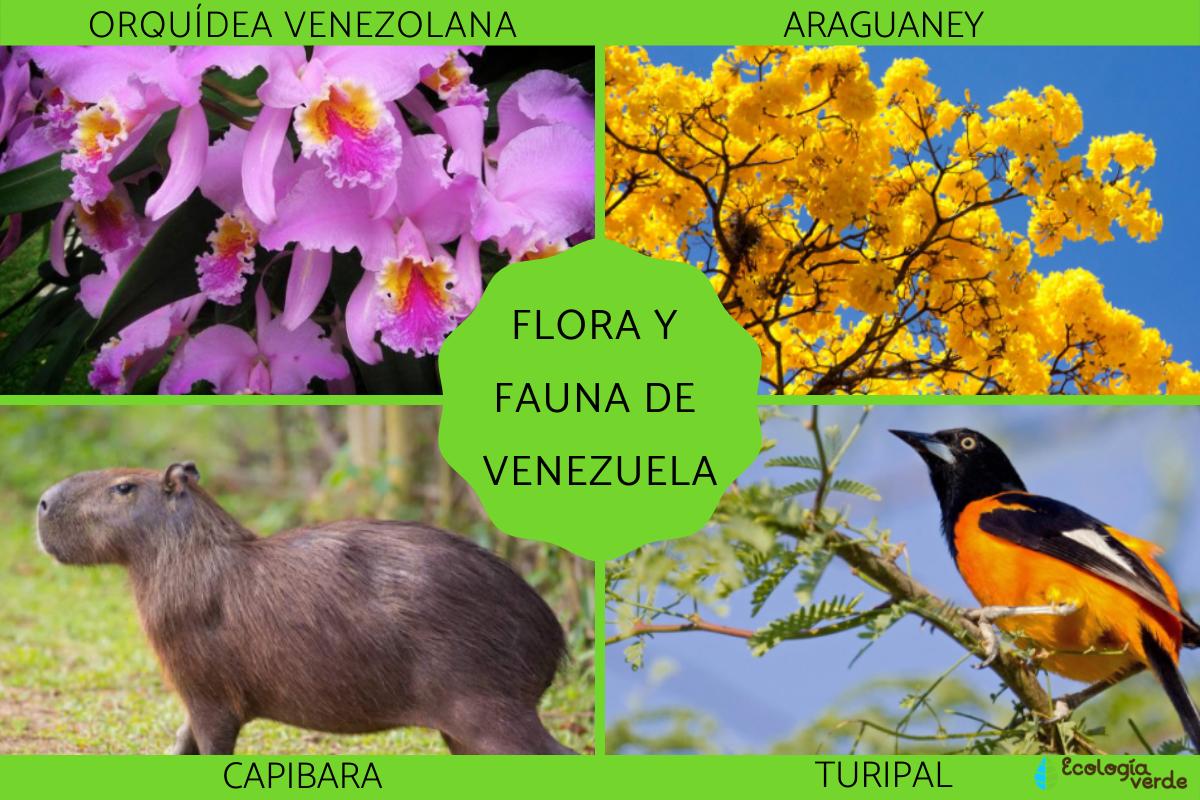 Flora y fauna de Venezuela