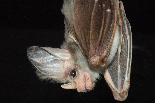 Los murciélagos más grandes del mundo - Murciélago fantasma (Macroderma gigas)