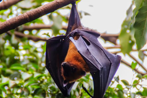 Los murciélagos más grandes del mundo - Murciélago gigante de Malasia o de la fruta