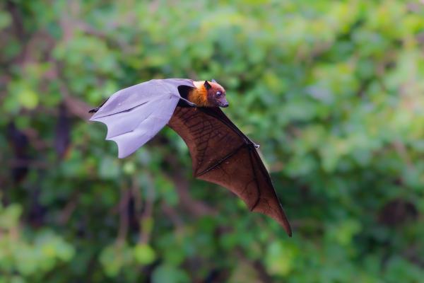 Los murciélagos más grandes del mundo - Murciélago zorro volador de Lyle (Pteropus lylei)