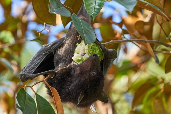 Los murciélagos más grandes del mundo - Murciélago zorro volador negro