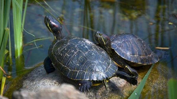 El galápago de Florida vuelve a proliferar en el Guadiana en Badajoz: este año no se han colocado las trampas - Pescadores y ecologistas alertan del impacto de esta especie: desplaza a las tortugas autóctonas del Guadiana