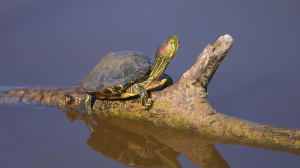 El galápago de Florida vuelve a proliferar en el Guadiana en Badajoz: este año no se han colocado las trampas - Por qué este año no se han puesto trampas en el Guadiana para frenar a las tortugas invasoras