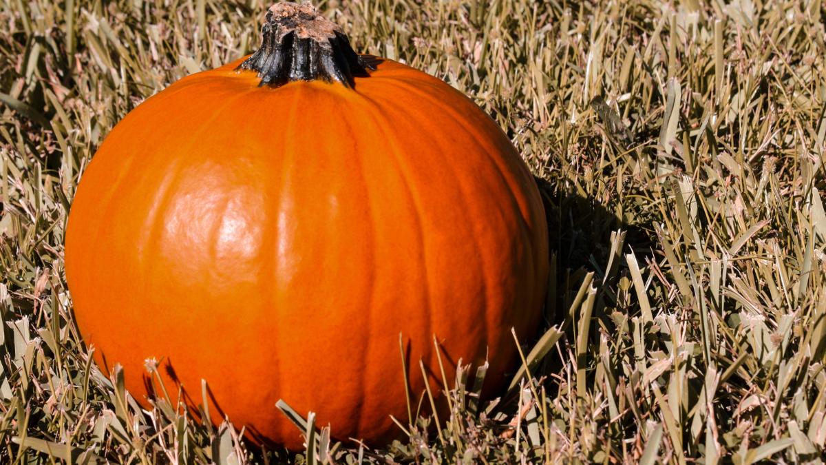 La calabaza que solo unos pocos agricultores siguen cultivando en un pueblo de Segovia: crece en secano y está a punto de desaparecer