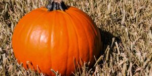 La calabaza que solo unos pocos agricultores siguen cultivando en un pueblo de Segovia: crece en secano y está a punto de desaparecer