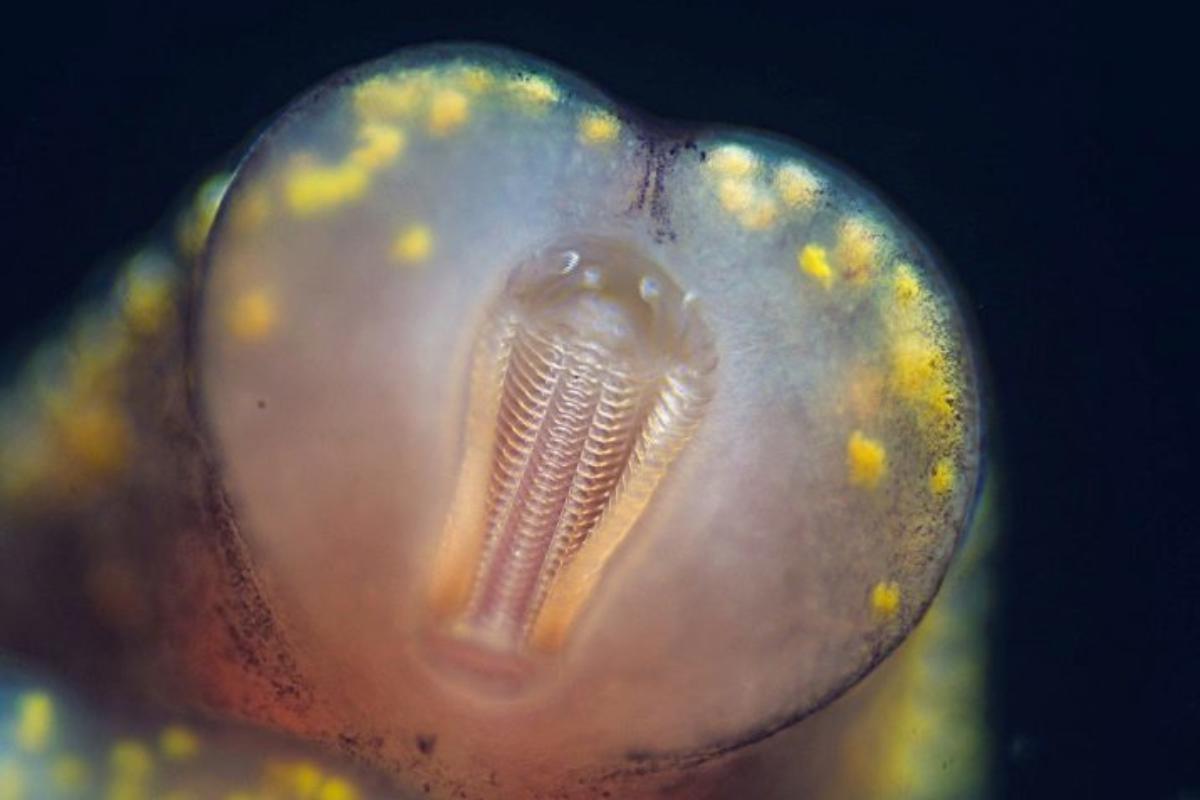 ¿Los caracoles tienen dientes?