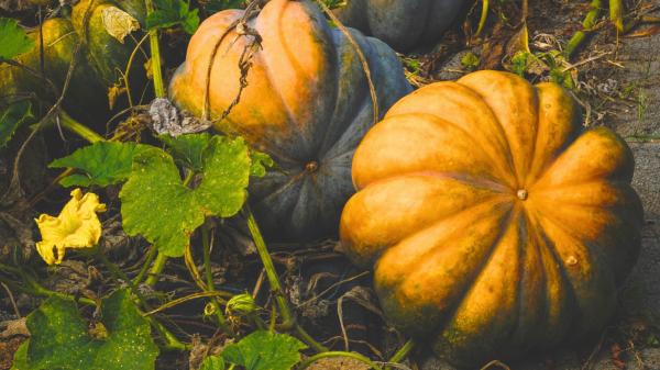 La calabaza que solo unos pocos agricultores siguen cultivando en un pueblo de Segovia: crece en secano y está a punto de desaparecer - Un cultivo tradicional que cada vez mantienen menos agricultores
