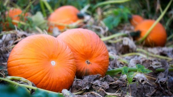 La calabaza que solo unos pocos agricultores siguen cultivando en un pueblo de Segovia: crece en secano y está a punto de desaparecer - Una calabaza que crecía prácticamente sin riego
