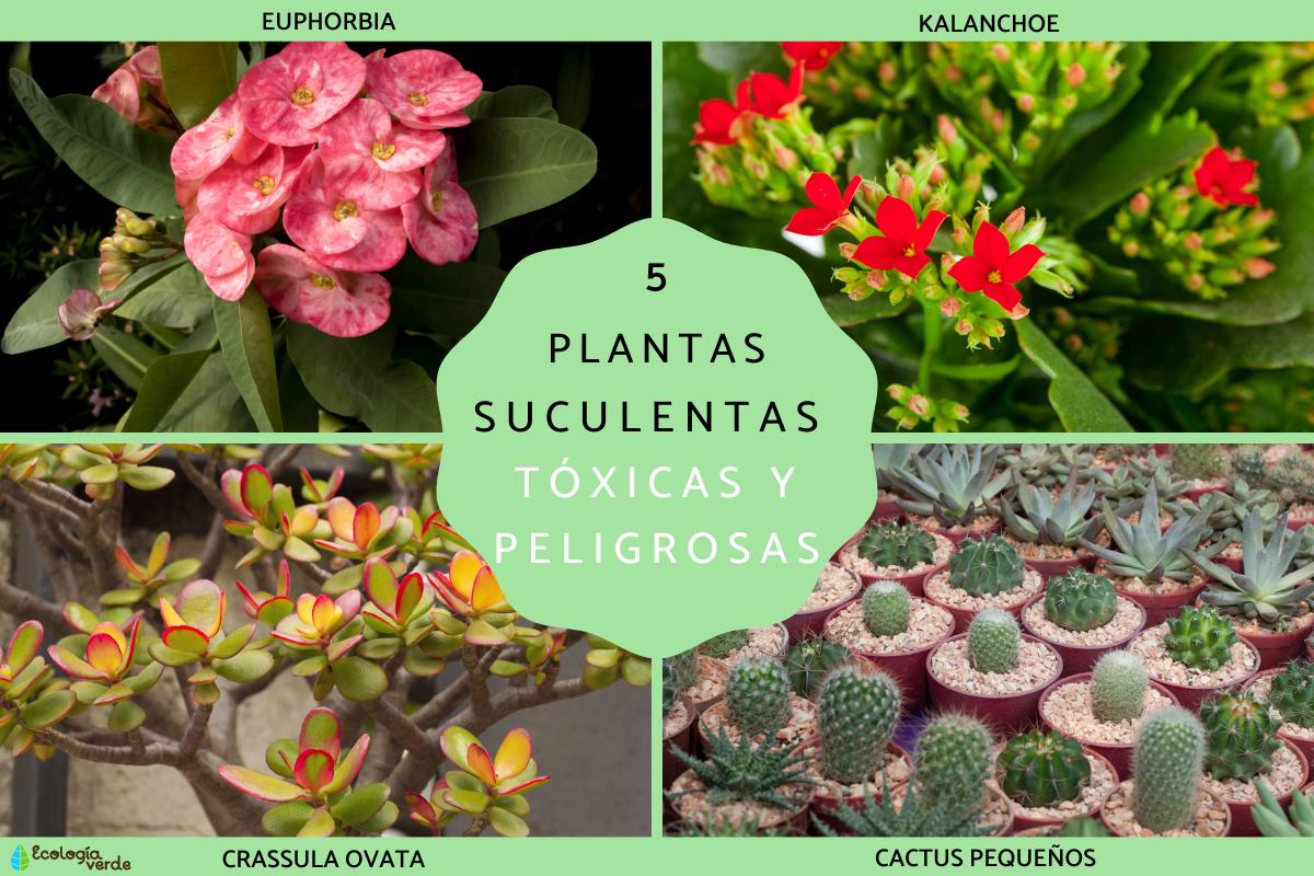 Plantas suculentas tóxicas y peligrosas
