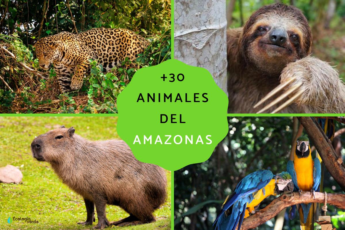 Animales del Amazonas