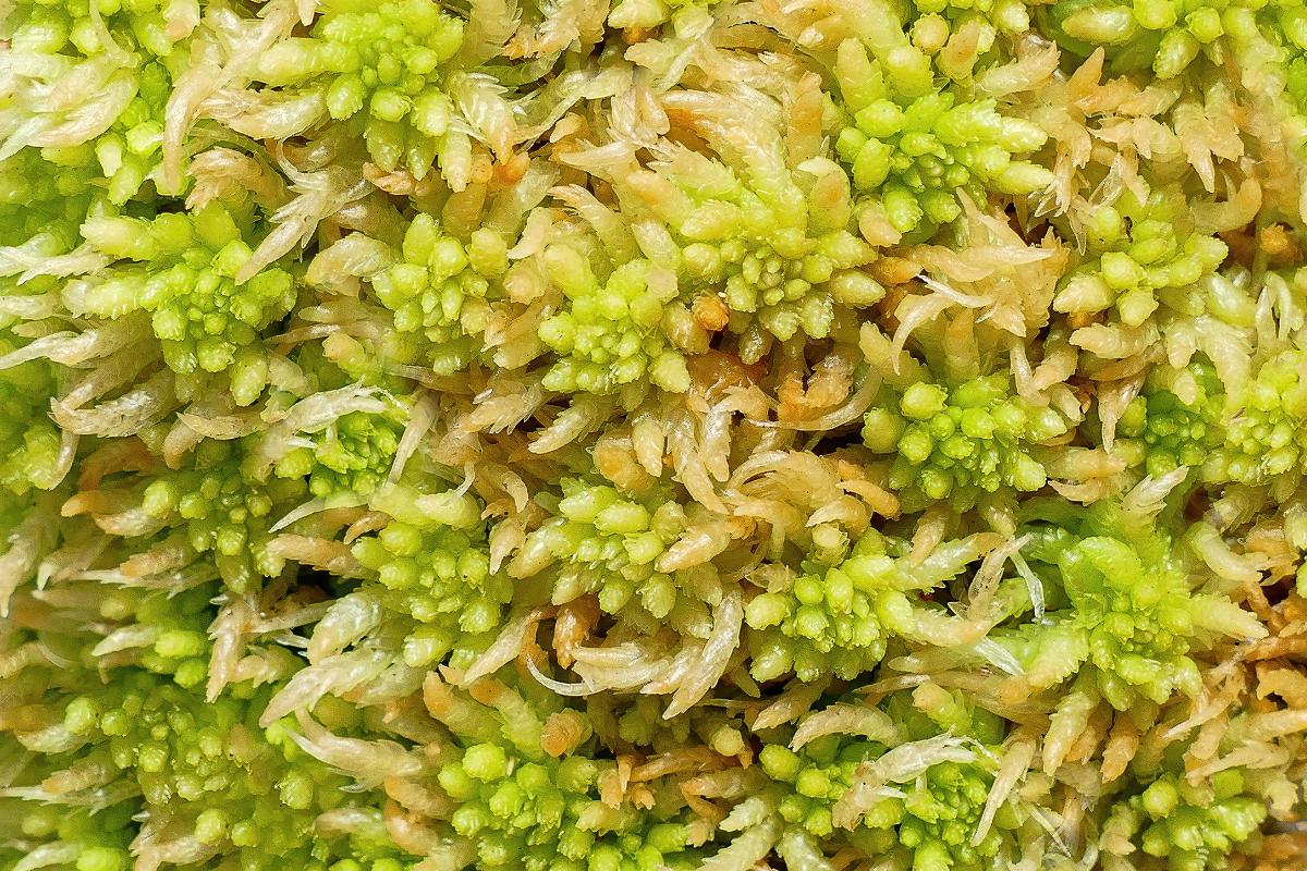 Musgo sphagnum: qué es, para qué sirve, cómo usarlo y dónde comprarlo