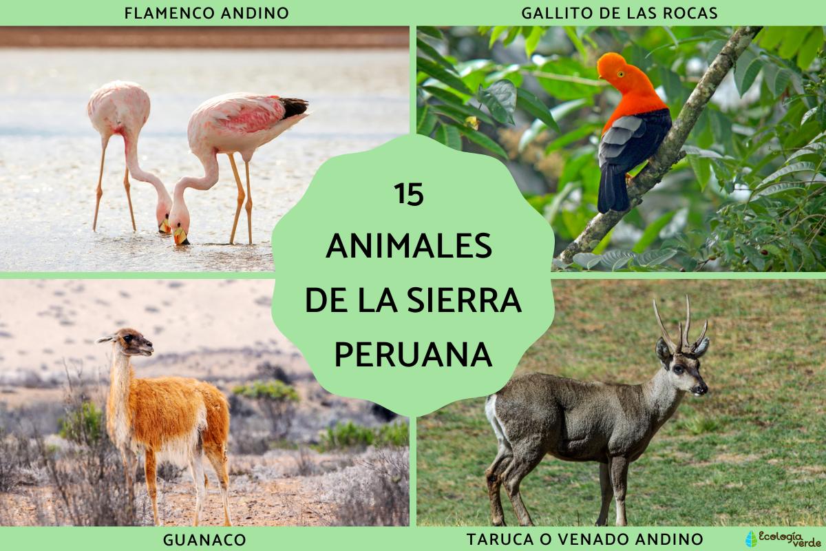Animales de la sierra peruana